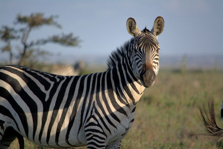 Zebra in Nairobi National Parkの写真素材