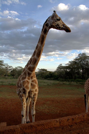 Giraffe at Giraffe Manor, Kenyaの写真素材