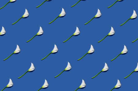 White calla lilies pattern on blue background. Minimal concept. Flat lay.の写真素材