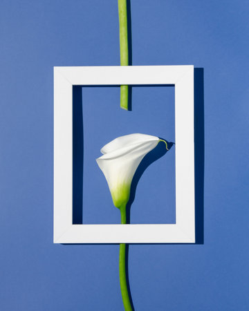 Visual made with white single calla lily flower and white frame on pastel blue background. Creative flat lay. Minimal concept.の写真素材