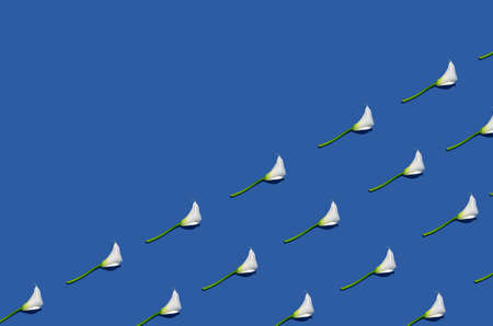 White calla lilies pattern on blue background. Creative minimal flat lay. Copy space.の写真素材