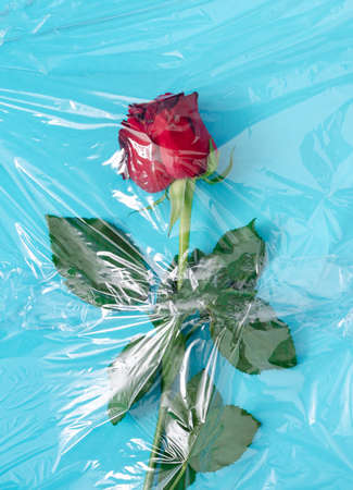 Red rose with green leaves in the plastic bag or plastic foil on blue background. Minimal flat lay concept.の写真素材