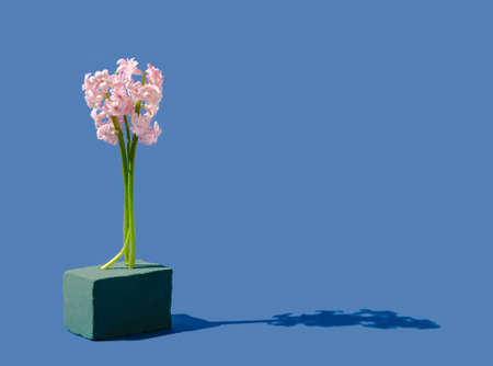 Creative spring background made with pink hyacinth standing on green floral foam brick or sponge. Blue background. Minimal concept.の写真素材