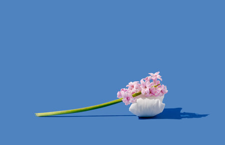 Spring creative concept made of pink hyacinth on white pillow and sunny day shadow. Blue background. Minimal composition.の写真素材