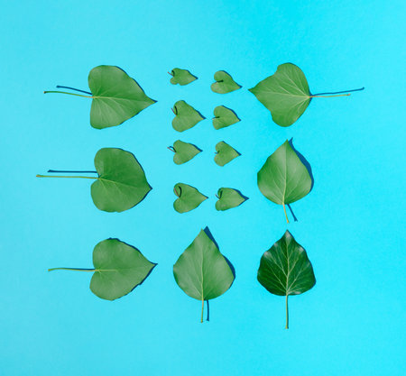 Natural green leaves pattern on bright blue background. Minimal spring or summer concept. Flat lay.の写真素材