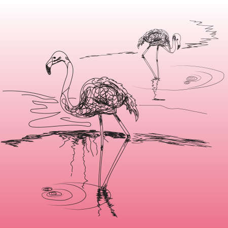two species of flamingos in the style of hand drawn on the pink backgroundのイラスト素材