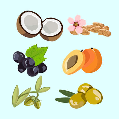 six isolated ingredients for natural oils vector illustrationのイラスト素材