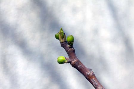 three young figs is born in early springの写真素材