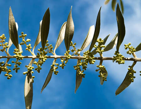 branch of young olive tree before floweringの写真素材