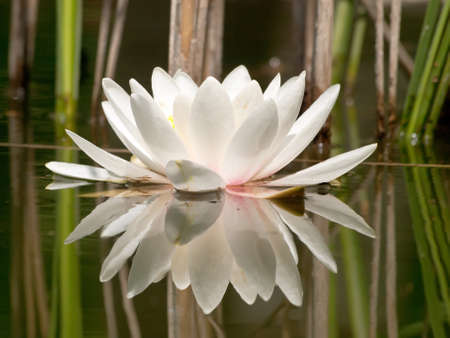 white water lilly in pond and reeds reflection の写真素材