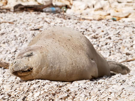 Mediterranean monk seal relax on pebble beachの写真素材