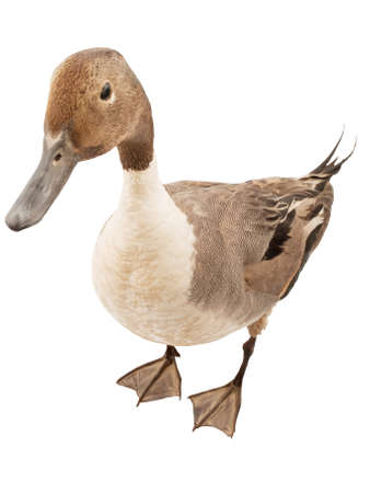 pintail isolated on white backgroundの写真素材