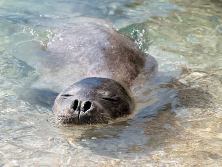 Mediterranean monk seal relax in sea shallows Mediterranean monk seal relax in sea shallows