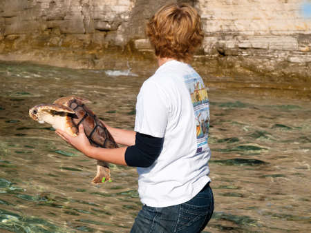 PULA, CROATIA - NOVEMBER 14, 2014: Unidentified member of Marine Turtle Rescue Center release sea turtle on Verudela beach, Pula, Croatia on November 14, 2014. Sea turtles succesfuly recover in Turtle Rescue Center in Pula, Croatia.のeditorial素材