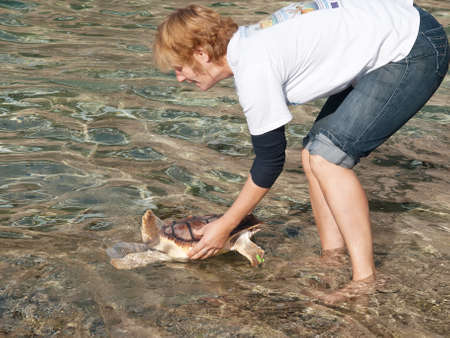 PULA, CROATIA - NOVEMBER 14, 2014: Unidentified member of Marine Turtle Rescue Center release sea turtle on Verudela beach, Pula, Croatia on November 14, 2014. Sea turtles succesfuly recover in Turtle Rescue Center in Pula, Croatia.のeditorial素材