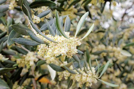 blossoming olive branch, a lot of flowers and budsの写真素材
