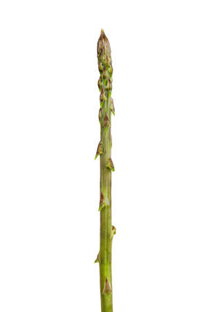 wild asparagus isolated on white background, studio shotの写真素材