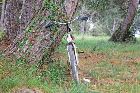 wooden landscape and standing bicycle next to treeの写真素材