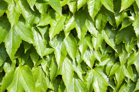 green background of grapes foliage