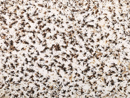 dead flies and midges caught on sticky boardの写真素材