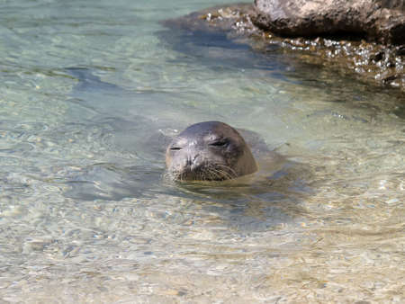 Mediterranean monk seal relax on sea shallowsの写真素材