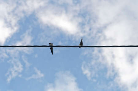a pair of swallows on electric power lineの写真素材
