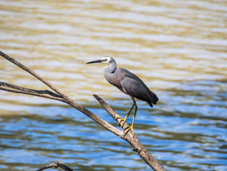 White Faced Hearon