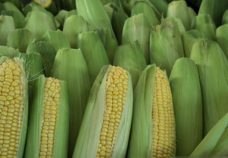 Sweet Corn