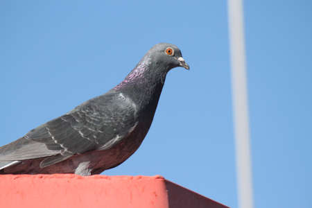 bird, pigeon new york