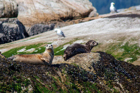 Two Harbour Seals sit on a rocky haulout sunning themselves on British-Columbia's Sunshine Coast,...