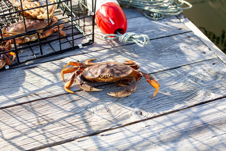 A male Dungenes crab sitting on the dock with a crab trap behind him. This crab was pulled up from the Sunshine Coast in British Columbia.の写真素材