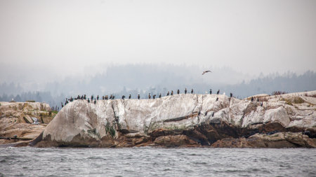 A row of birds sit on a large rock on the coast of British-Columbia, on White Isletsの写真素材