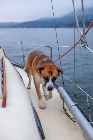 A Husky St Bernard Mix dog walks on the side of a sailboat on a dreary day in Vancouver, British-Columbia while sailing into the harborの写真素材