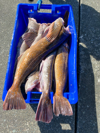 A large fish tote is stuffed with Pacific Lingcod on a fishing warf in the small town of Winter...