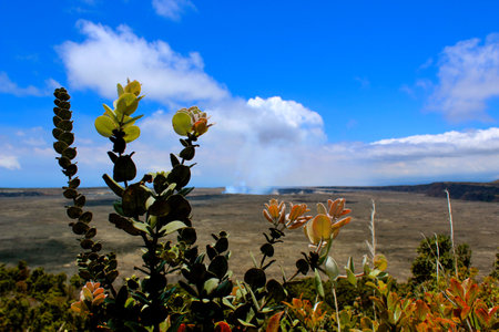 A distant view of the HalemaÊ»umaÊ»u, in 2016, after the large eruption and activation of the pit crater and volcanoe from 2008, with tropical flowers framing the sceneの写真素材