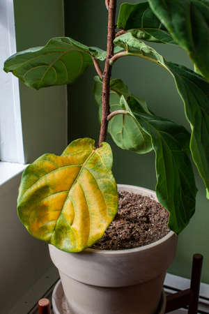 A beautiful fiddle leaf fig houseplant sits in a pot by a window for bright, indirect light, but has a large yellowing leaf. Overwatering or under fertilization may be the cause of the issueの写真素材