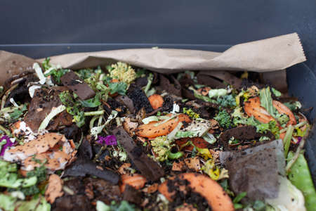 A close up view of worms put into a new feeding tray with fresh food and bedding material in an...