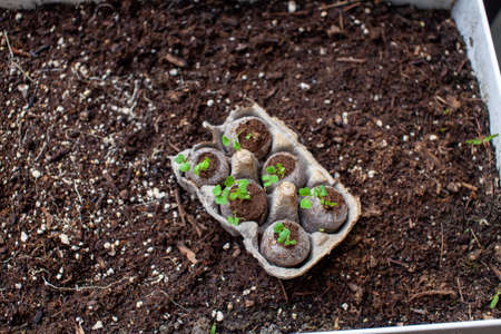 Peat pellets sitting in an egg carton as a holder are ready to be transplanted into a patio garden...
