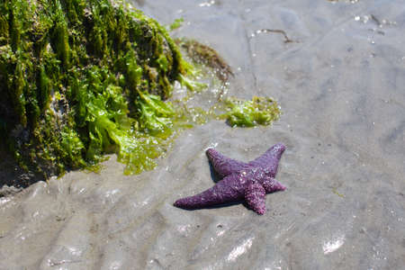 A Ochre Starfish (Purple sea star) found on a beach in British-Columbia's Sunshine Coast. It's lost and is re-growing (regeneration) two of it's legsの写真素材