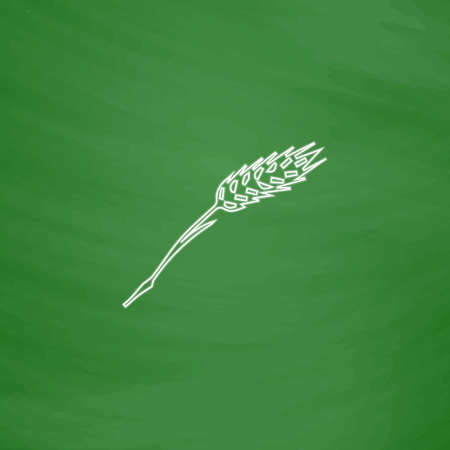 Wheat Outline vector icon. Imitation draw with white chalk on green chalkboard. Flat Pictogram and School board background. Illustration symbolのイラスト素材