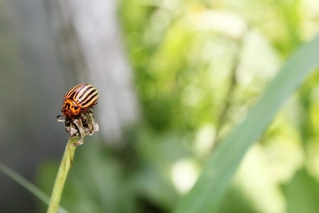 Colorado potato beetle on a green background.の写真素材