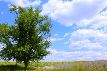 Lonely tree near the sunflowers.の写真素材