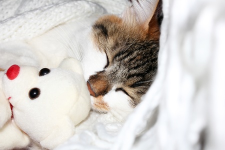 Cat sleeping with white toy.の写真素材
