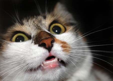 Terrified rabid cat with teeth on a black background.の写真素材