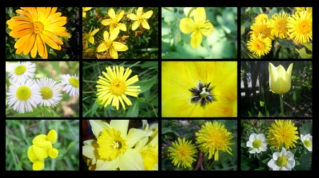 Yellow flowers collageの写真素材