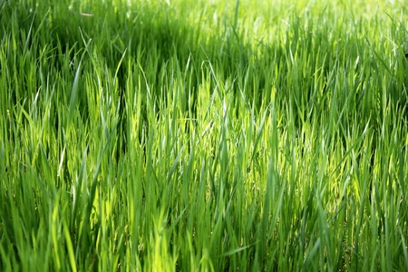Green grass on the lawn , grass texture の写真素材