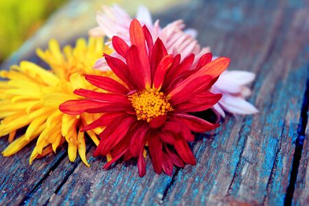 Three multi-colored chrysanthemums over woodの写真素材