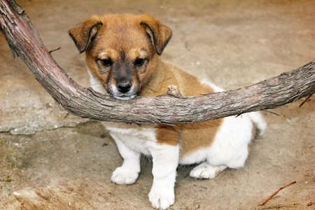 Puppy and vineの写真素材