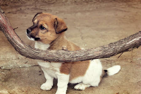 Puppy and vineの写真素材