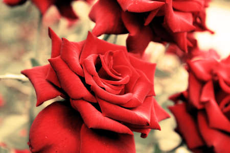 Red rosesの写真素材